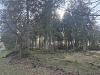 Bomen in het Drents Friese Wold