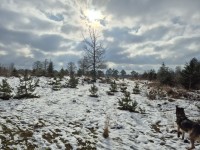 Hond in sneeuw Drents Friese Wold